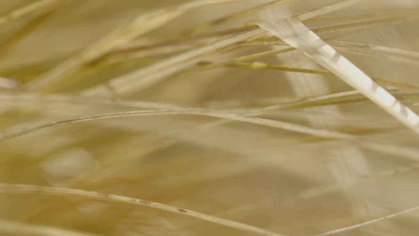 Wheatgrass in the sunlight