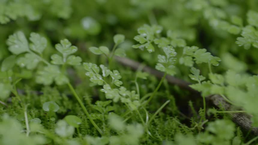 Close up view of leaves on plants