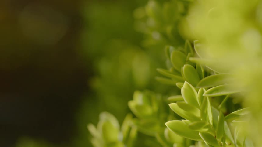 Bright green leaves and plants on a sunny day