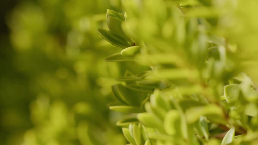 Leaves of a plant