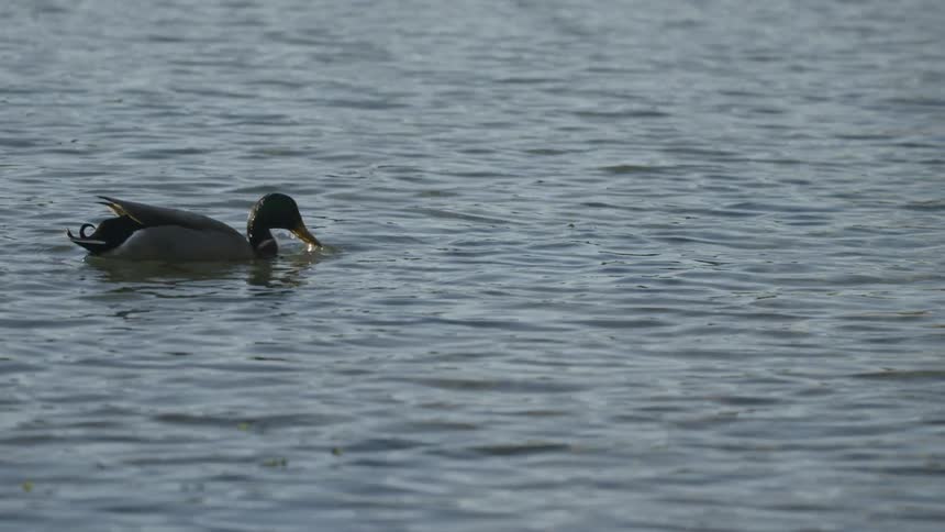 Duck floating on lake dips head into water