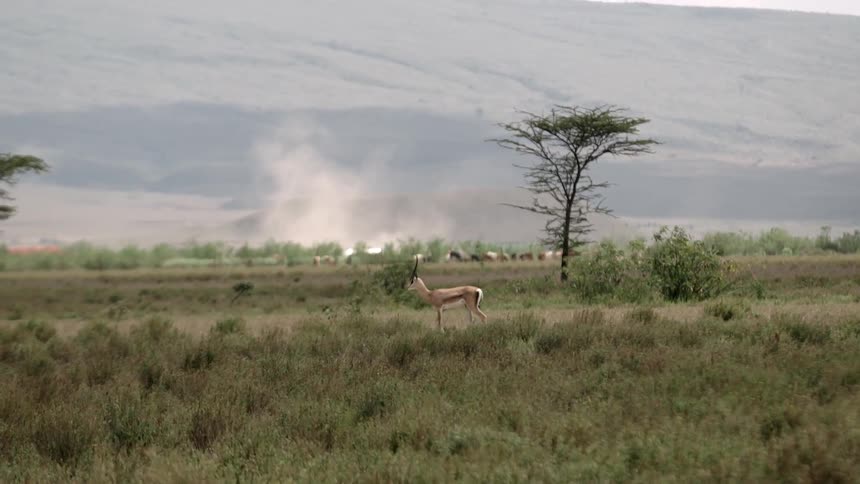 Horned deer animal walks through valley