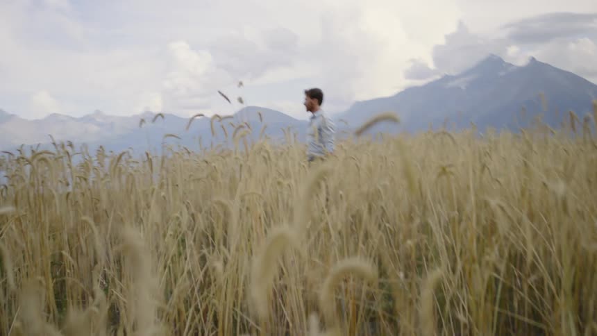 Man standing in middle of wheat field looking around