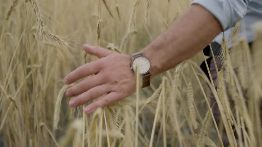 Man walking through wheat field brushing hand across plants