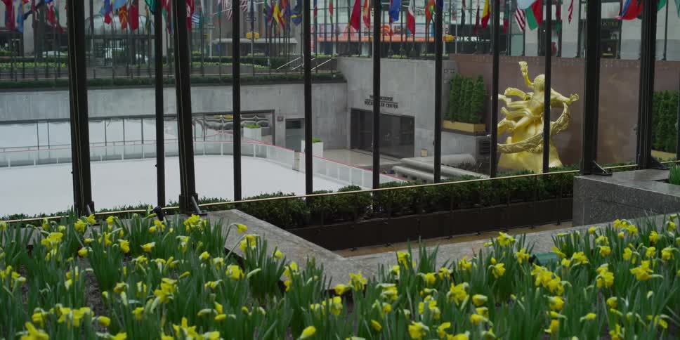 Yellow flowers with a skating rink and flags in the background