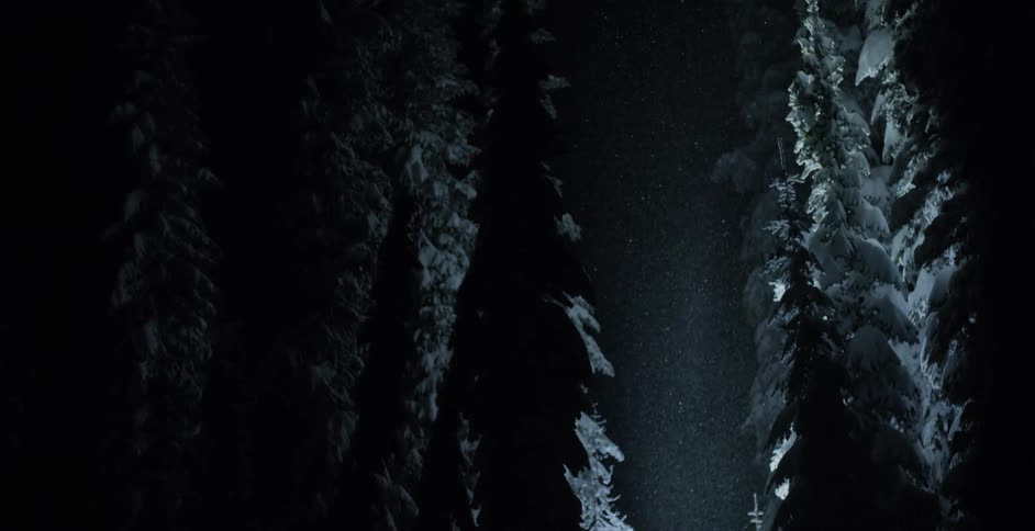 Snowflakes shimmer at night as snow falls on trees