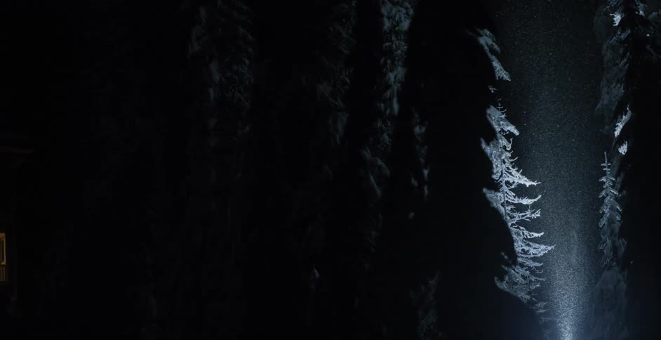 Snow drifts down through a forest of evergreen trees at night