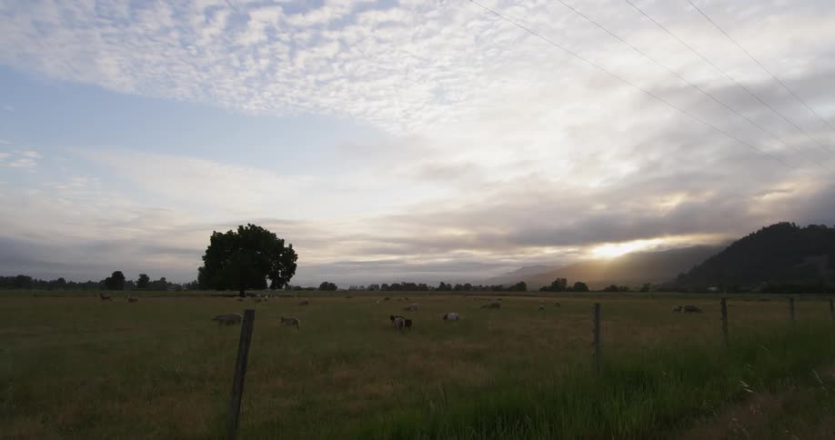 Sheep graze in a field at dawn or dusk