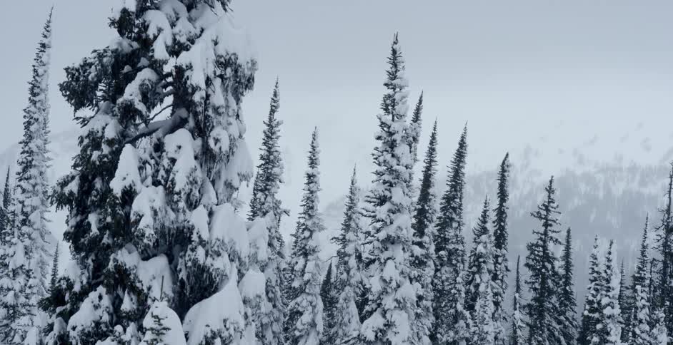 Snow covered evergreen trees bend and sway in the wind