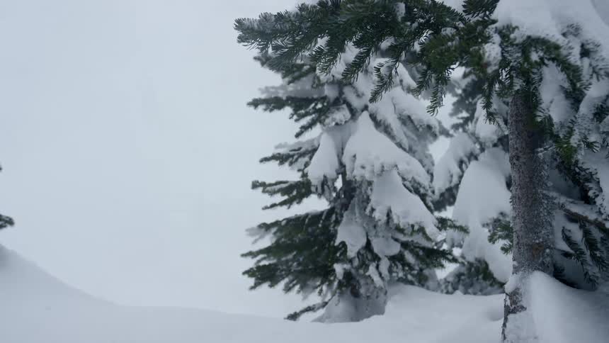 Trees covered with snow with a helicopter landing in the background