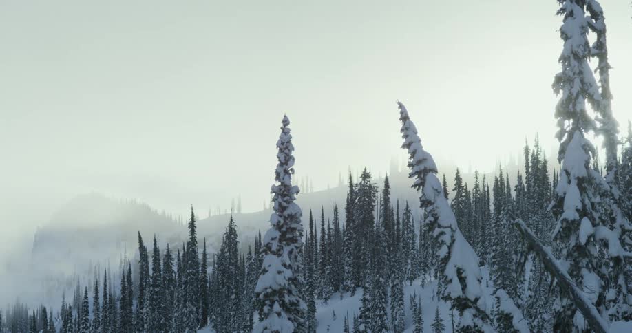 The sun shines through fog over a snowy pine forest