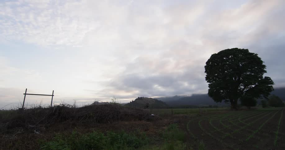 Time lapse view of a field with crops starting to grow with cloud covered mountains and vehicles driving by in the background
