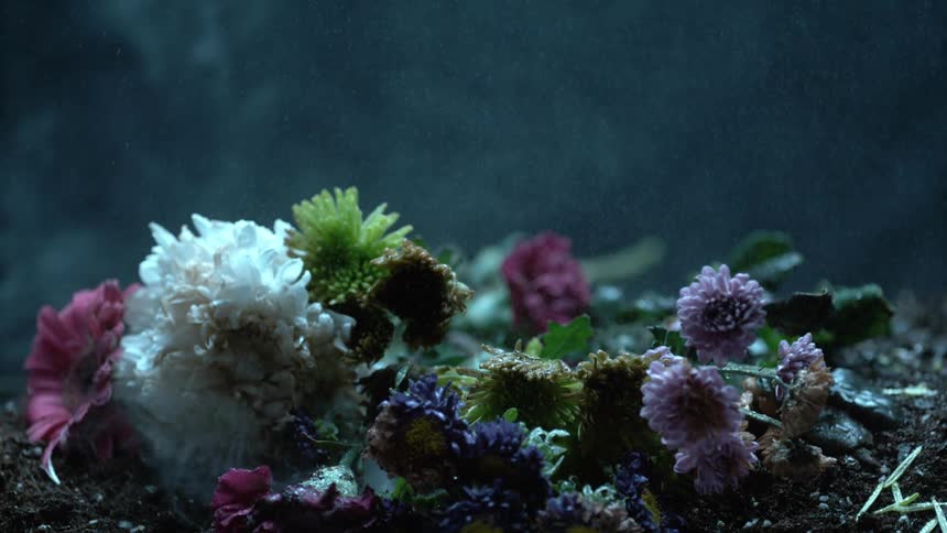 Flowers laying in the soil as mist falls upon them