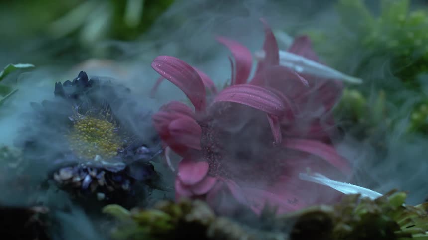 Fog swirls around dark blue and purple flowers
