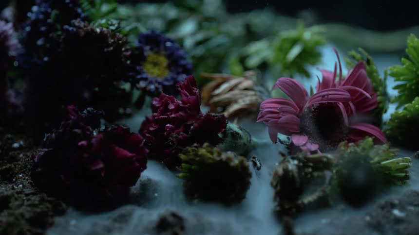 Dying flowers lie in a misty fog