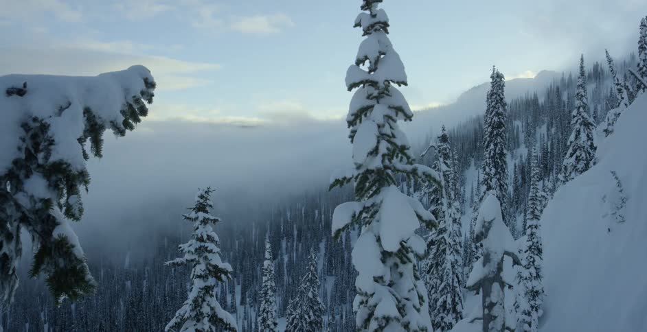 Snow capped trees and fog at sunrise