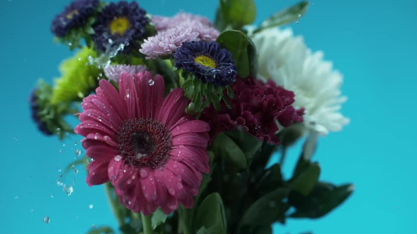 Flowers with drops of water falling on them