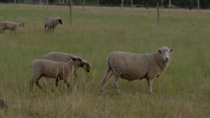 Sheep on a farm on an overcast day