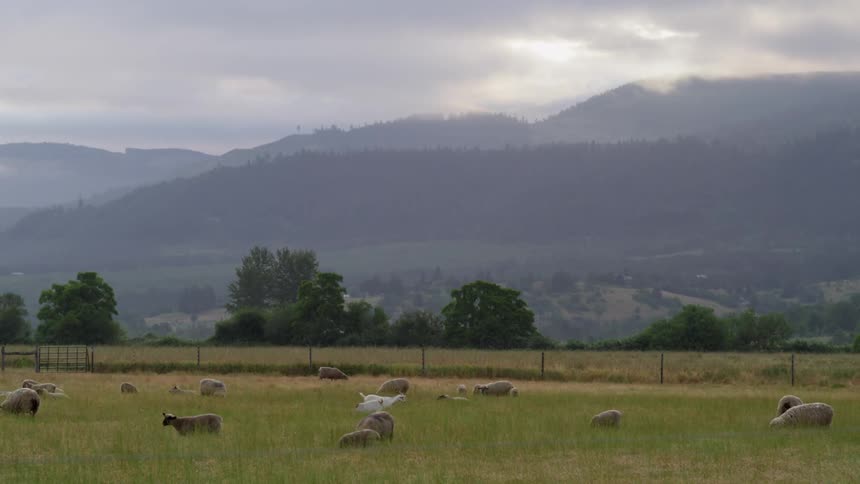 Some goats and sheep in a field on a cloudy day
