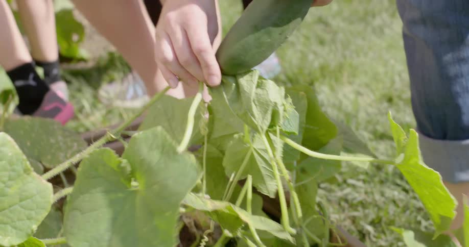 A woman picks a cucumber off a plant as her children stand next to her
