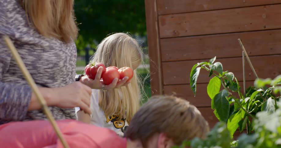 A woman picking tomatoes from a garden with her son and daughter