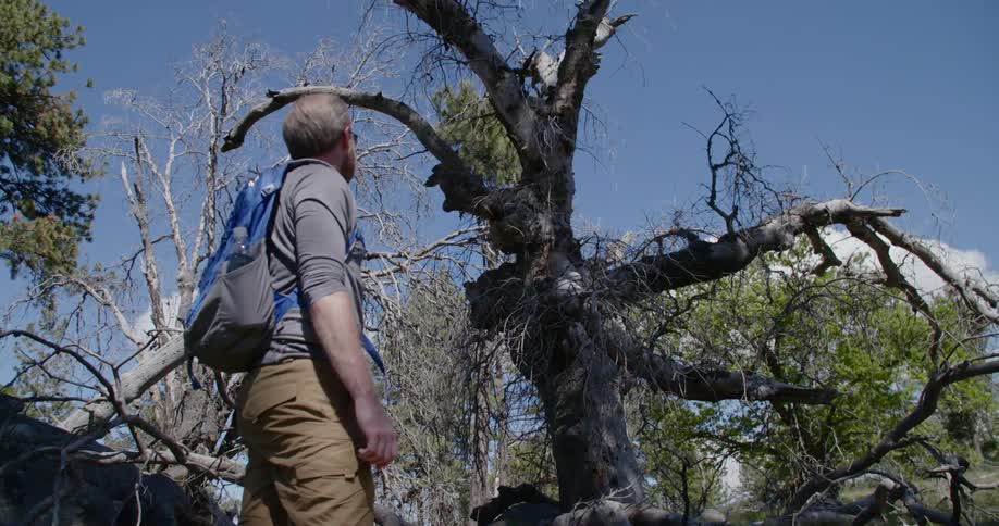 First crouching and then standing man examines dead tree