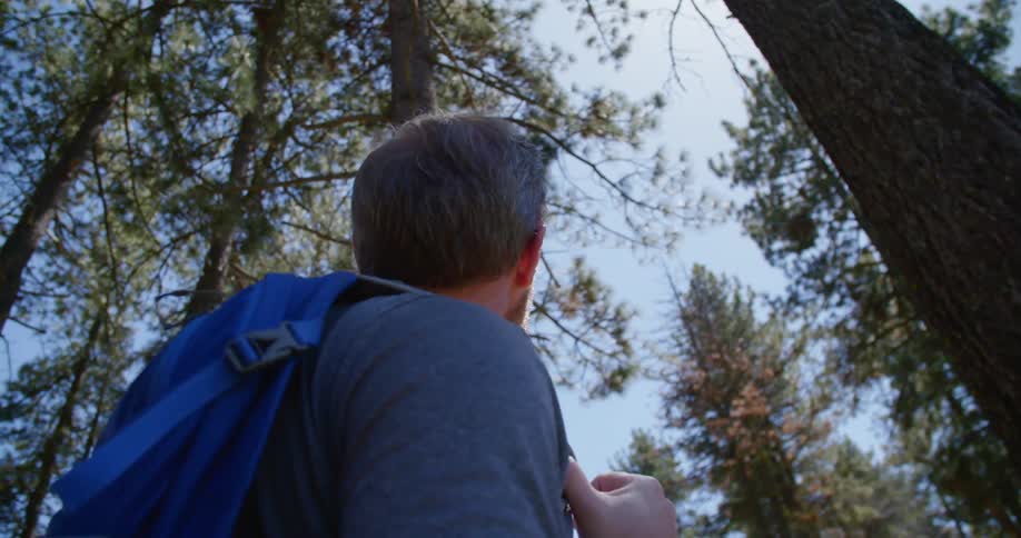 A man hiking in the woods stares up at large trees