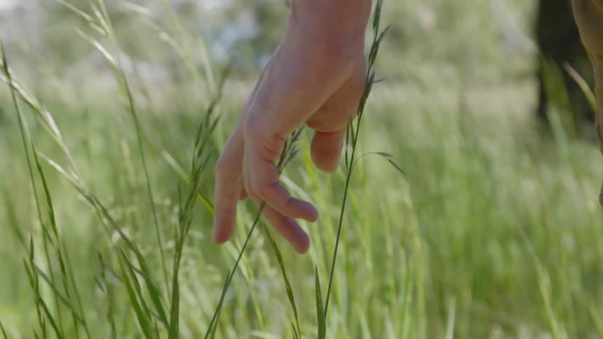 Close up of hand gently grasping wheat grass while walking by in a field
