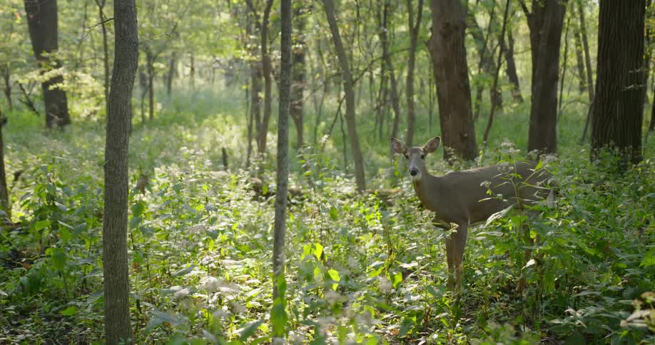 A deer walking and standing in the woods
