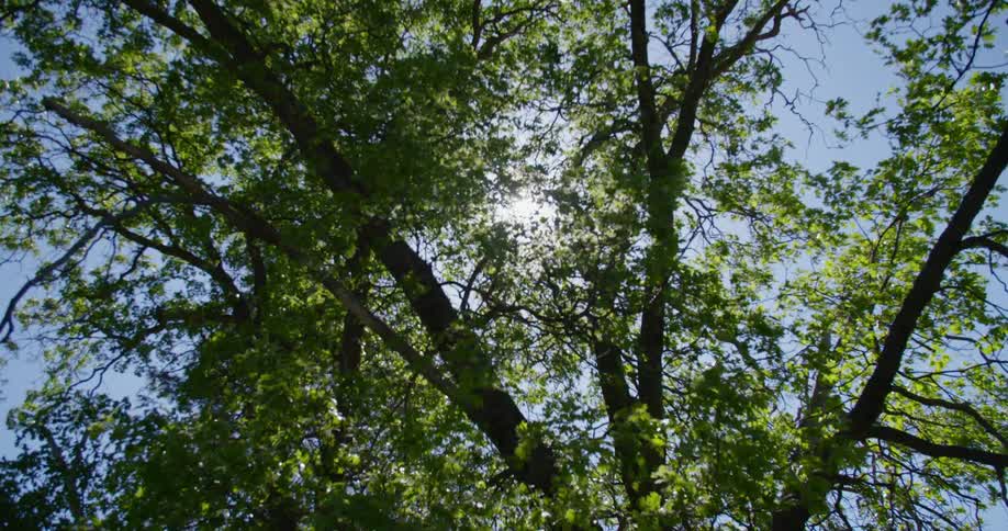 Sunlight shining through the foliage of a tree