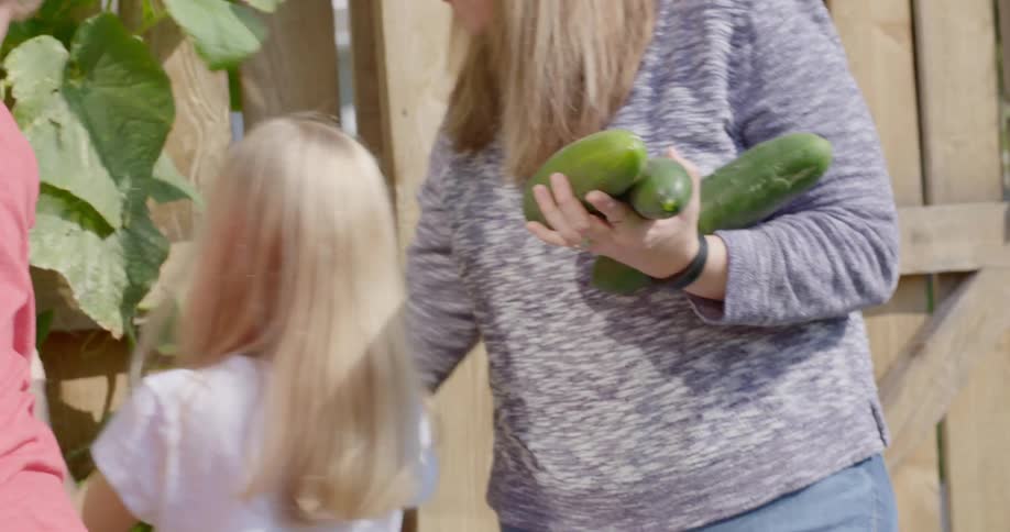 Three daughters pick cucumbers off of a vine that is growing up along a wooden fence and hand them to their mother