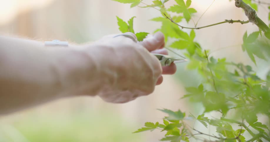 Hands trimming a plant with a hand clipper