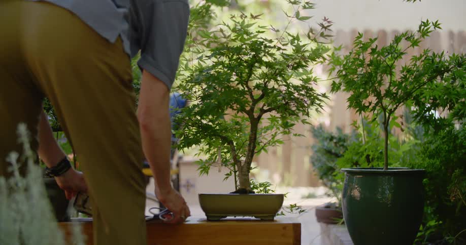 A person uses a tool to trim a bonsai tree