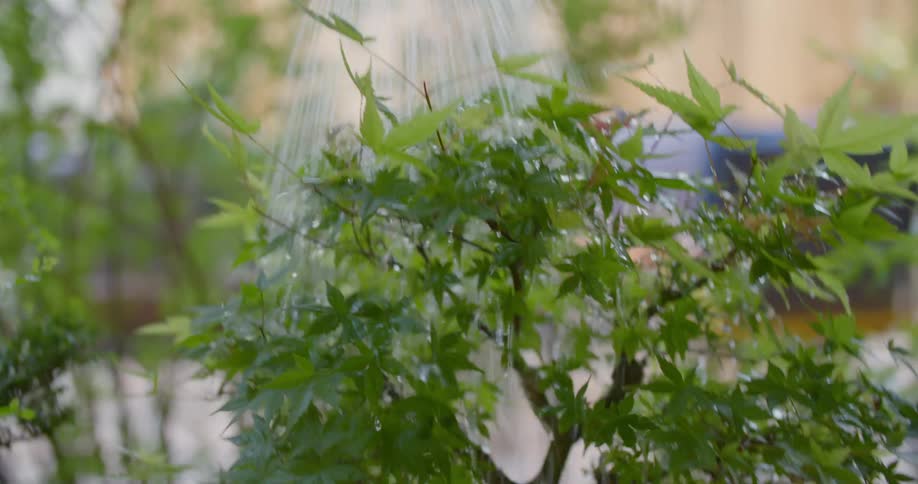 A person waters a small plant with a watering can