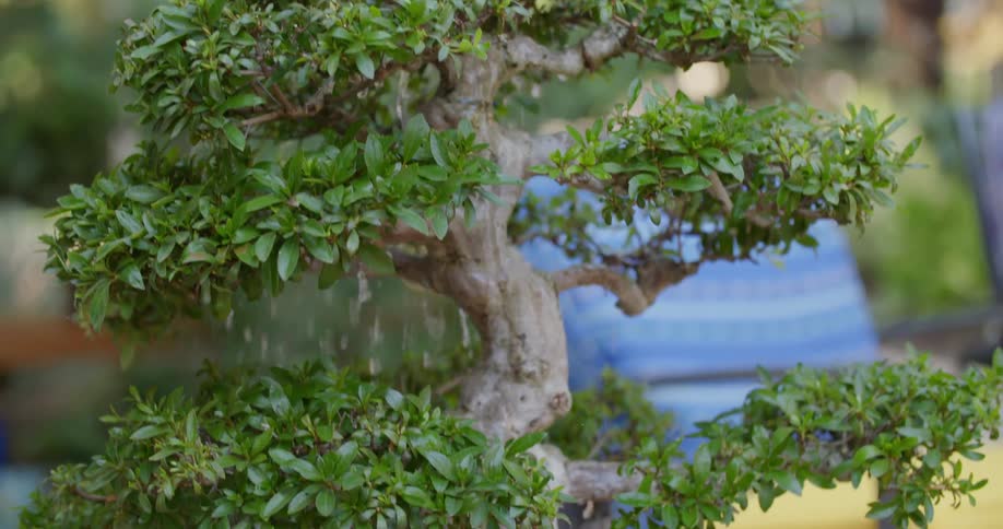 Water falls over a bonsai tree potted in a back yard