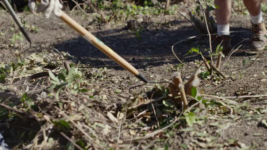 People raking leaves and brush on a sunny day
