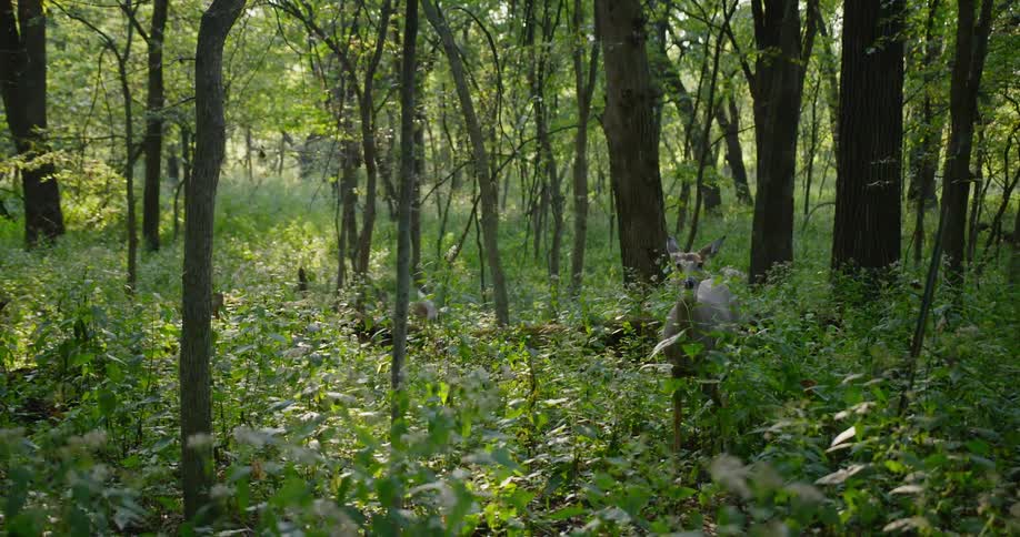 Deer frolic in a forest