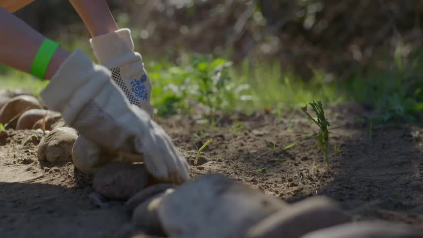 Rocks are adjusted along the edge of a garden