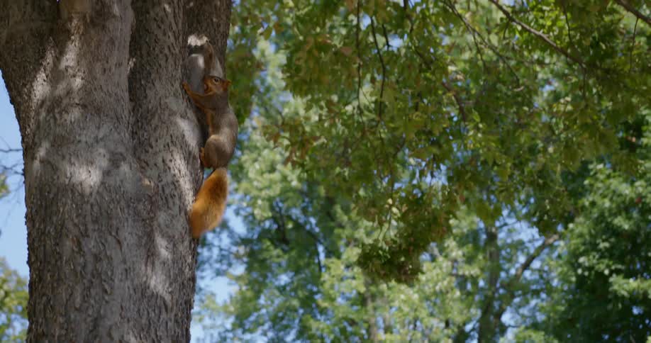 A squirrel is climbing up a tree outdoors