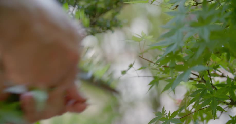 Hands clipping an outdoor plant with hand trimmers