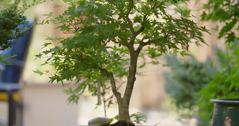 A bonsai tree grows in a small pot