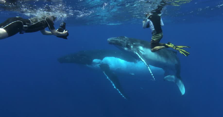Underwater footage of divers filming a whale and a whale calf as the calf swims around
