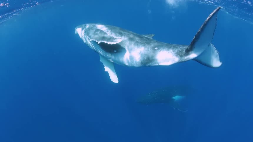 Underwater Photographers In The Ocean
