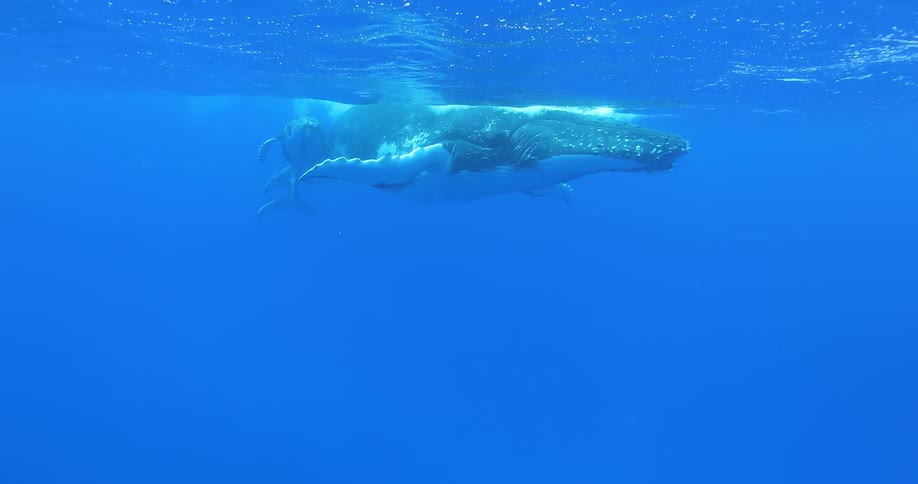 A whale floats under the water