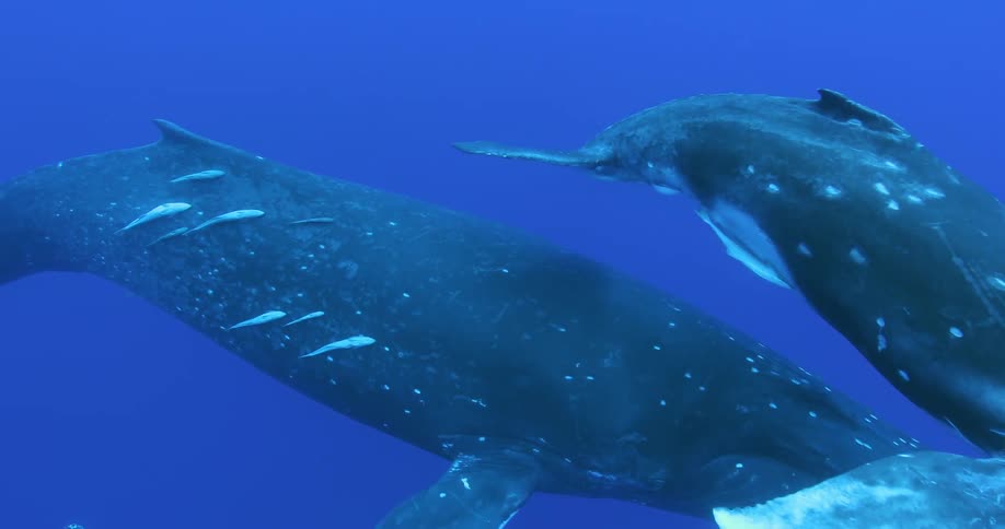 A pod of whales swims around