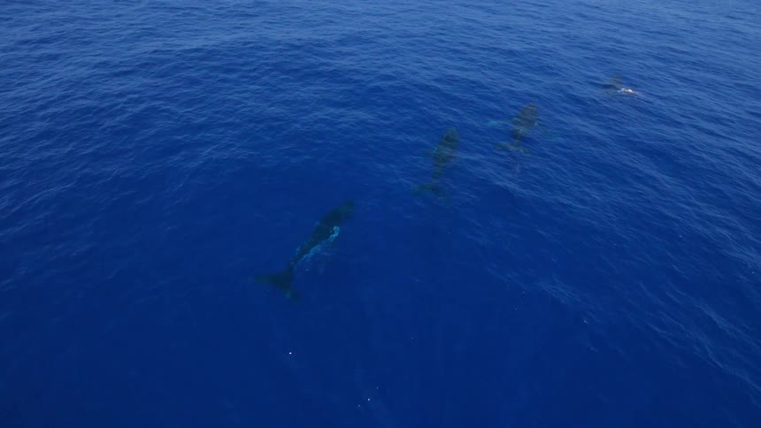 Whales swimming just below the surface and surfacing to blow water from their blowholes