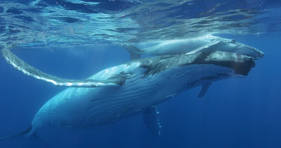 Two sea mammals float under the water