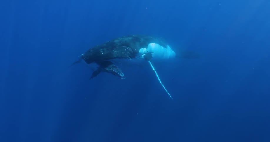 Underwater footage of a whale and her calf resting below her mouth