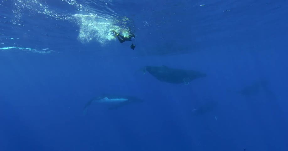 A diver goes into the water with a camera to see whales swimming