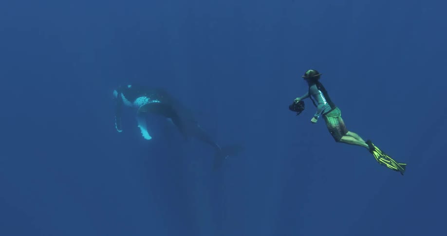 A man photographs a while before swimming off underwater